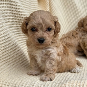 Wunderschönen Maltipoo toy Welpen