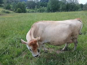 jersey mutterkühe hannah und ramona