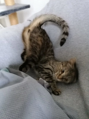 Kitty & Leo suchen gemeinsam ihr Für-immer-Zuhause