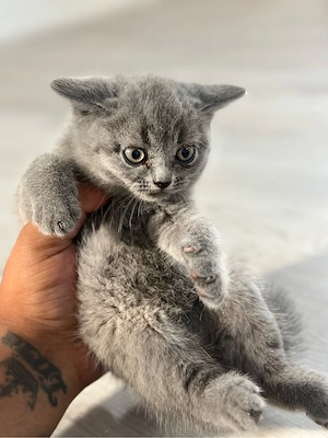 BKH kitten