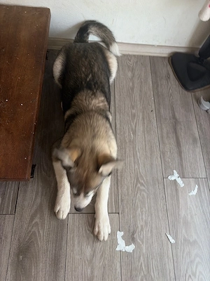 husky beilag 