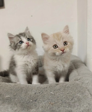 Britisch Langhaar Kitten   2 zauberhafte Kater suchen ihr Für-immer-Zuhause