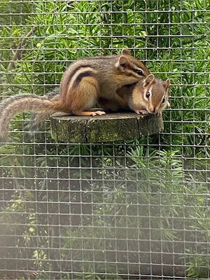 Streifenhörnchen amricanische Backenhörnchen