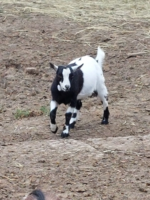 zwergziegen Bock "wastl"