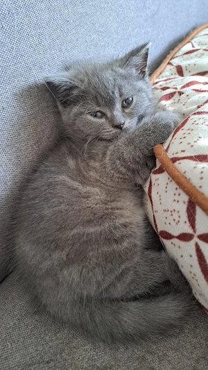 Bkh britisch kurzhaar blau kitten