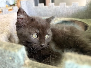4 süße Kitten freuen sich auf Euch