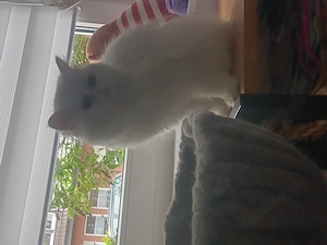Perserkatze weiss mit unterschiedlicher Augenfarbe