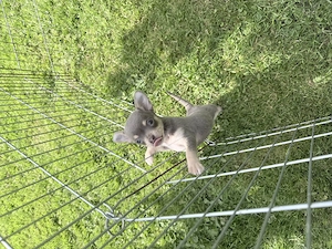 Chihuahua Welpe KH Lilac Tan weiblich