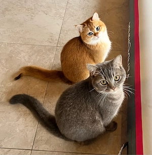 Junge BKH-Kater