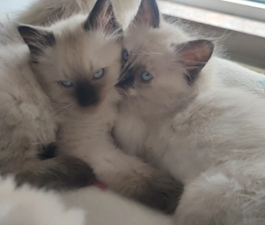 Ragdoll Kitten 