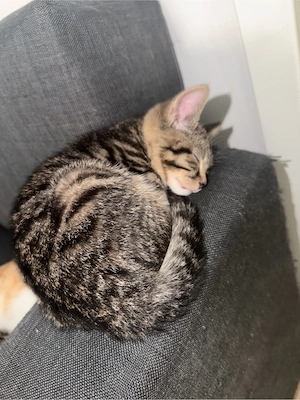 Zwei liebevolle Kitten-Katerbrüder suchen ein neues Zuhause   