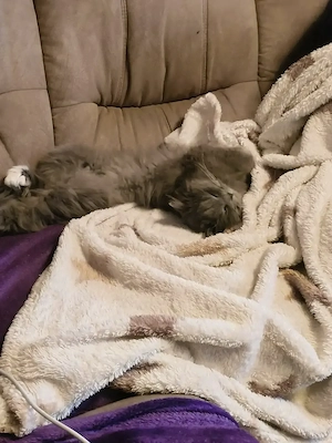 2 Katzenmädchen 1 Jahr alt mit viel Zubehör 