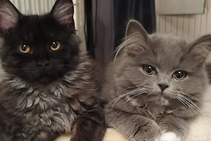 2 Katzenmädchen 1 Jahr alt,viel Zubehör 