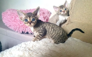 süßer Devon Rex Junge vom Züchter 