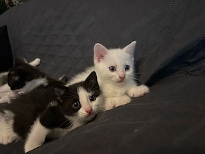 Siam mix Kitten 