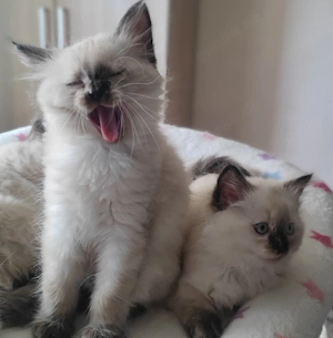 Ragdoll Kitten 