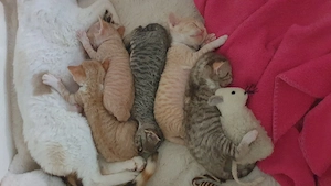 Süße Devon Rex Kitten suchen dich 