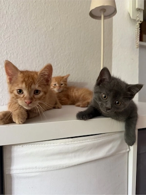 2 BKH-Mix-Kater suchen ab sofort ein neues Zuhause !