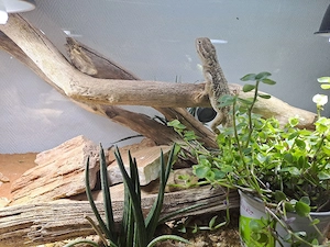 pogona henrylawsoni männchen 
