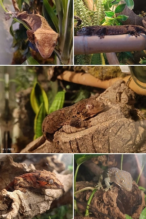 Chahouha Gecko Männchen 