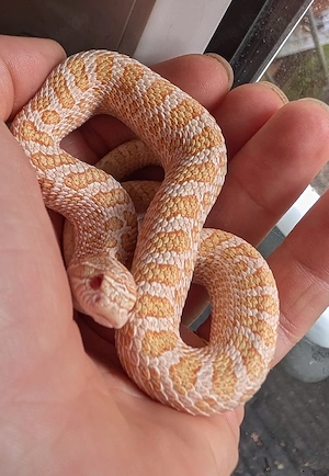 1.0 Arctic albino het sable, heterodon nasicus 