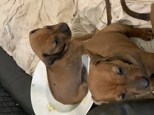 Rhodesian Ridgeback Welpen, sorgen garantiert für begeisterte Herrchen (RECHTS)  10 Monate