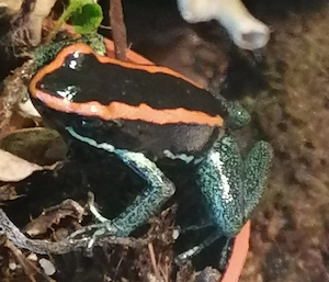Phyllobates vittatus abzugeben 
