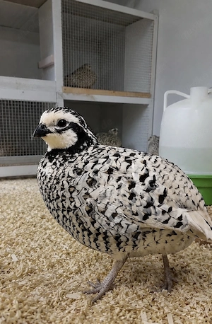 Virginia Wachtel Snowfalke Baumwachtel Hahn abzugeben 