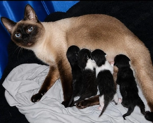 Siam Mix Kitten 