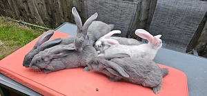 Kontinentale Riesenkaninchen !!! 
