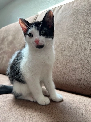 Kitten Babykatzen abzugeben
