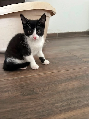 Kitten suchen ein zuhause