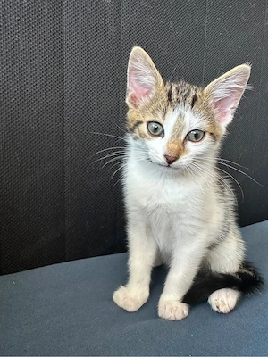 Kitten Babykatzen abzugeben