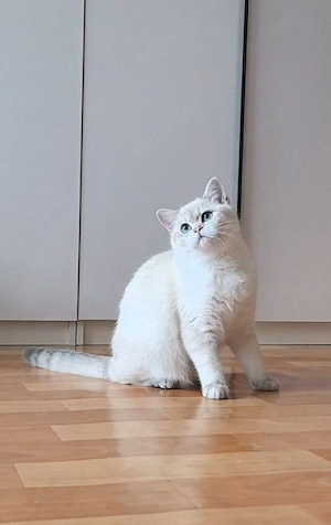 BKH Kitten Mädchen