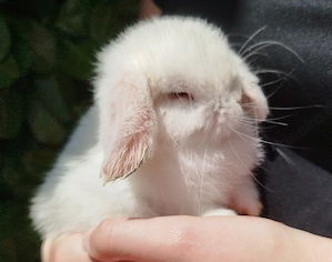 Kleinbleibende Minilop Zwergkaninchen Zwergwidder Kaninchen Widder Minilops Emsdetten Minizwerge 