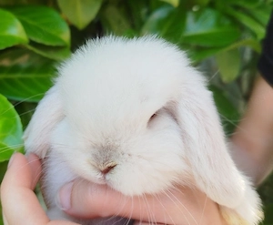 Kleinbleibende Minilop Zwergkaninchen Zwergwidder Kaninchen Widder Minilops Emsdetten Minizwerge 