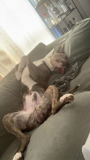 cane corso