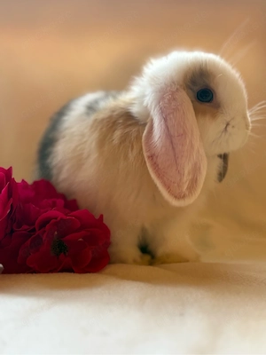 Zwergwidder Minilop Kaninchen 