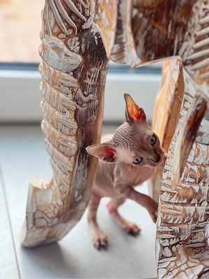 Sphynx Kitten