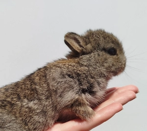 Kleinbleibende Farbenzwerg Zwergkaninchen Kaninchen Minizwerge Häsin Rammler Babys Hase Emsdetten