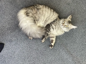 Main coon 