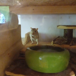 Rennmaus Weibchen mit Käfig