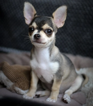 Charmante Chihuahua-Welpen auf der Suche nach ihrem