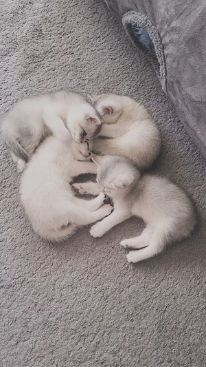 4 Kitten suchen ein neues zu Hause   