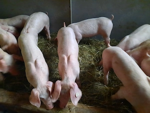 Ferkel Dl  Pi Schwein Sau 