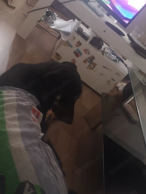 Elli Schäferhund-Rottweiler-Mix 