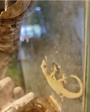 Jungferngecko Lepidodactylus lugubris Gecko Zwerggecko abzugeben