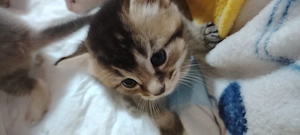 Wunderschöner Kater sucht ein liebevolles Zuhause!