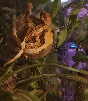2 Kronengecko Weibchen Red Lily White   Harlekin Terrarium Crested Gecko