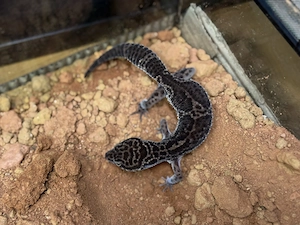 Leopardgeckos Black Knight & Super Giant mit Terrarium
